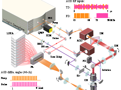 觀測自由基聚合的超快受激拉曼成像